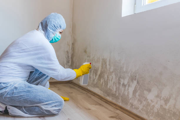 Licensed Mold Remediation service in Deerfield, MI - WQB Mold Removal