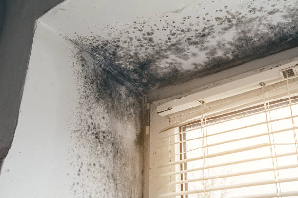 Affordable Mold Remediation solutions in Deerfield, MI