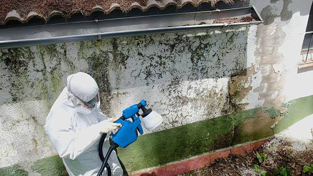 Top rated local Mold Remediation specialists in Deerfield, MI